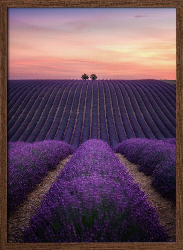 Lavender fild Poster