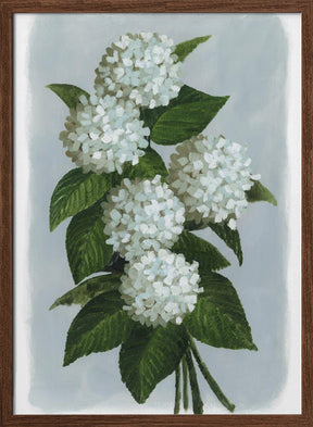 Bluma hydrangea bouquet Poster