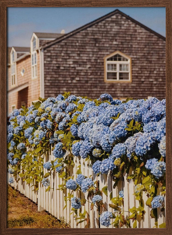 Cannon Beach Hydrangeas Poster