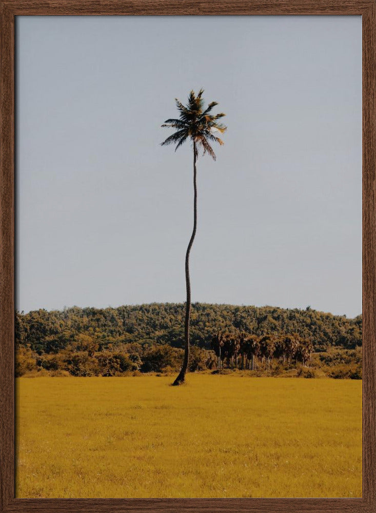 Puerto Rican Palm Tree Poster