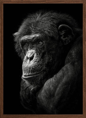 Chimpanzee Poster