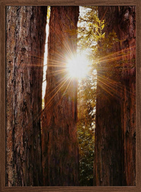 Redwood Forest Poster