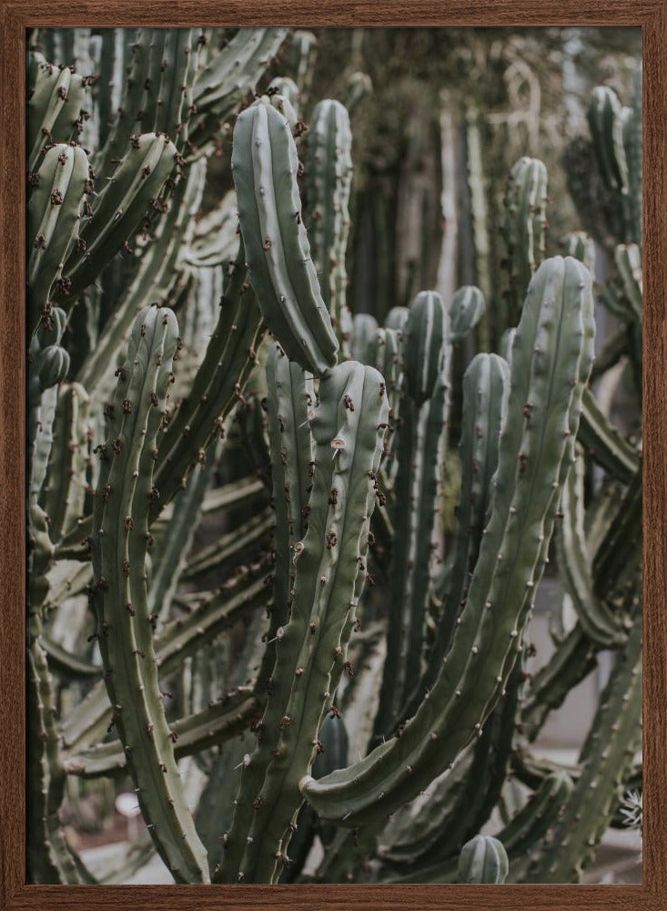 Desert Cactus Poster