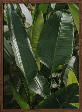 Banana Leaves Poster