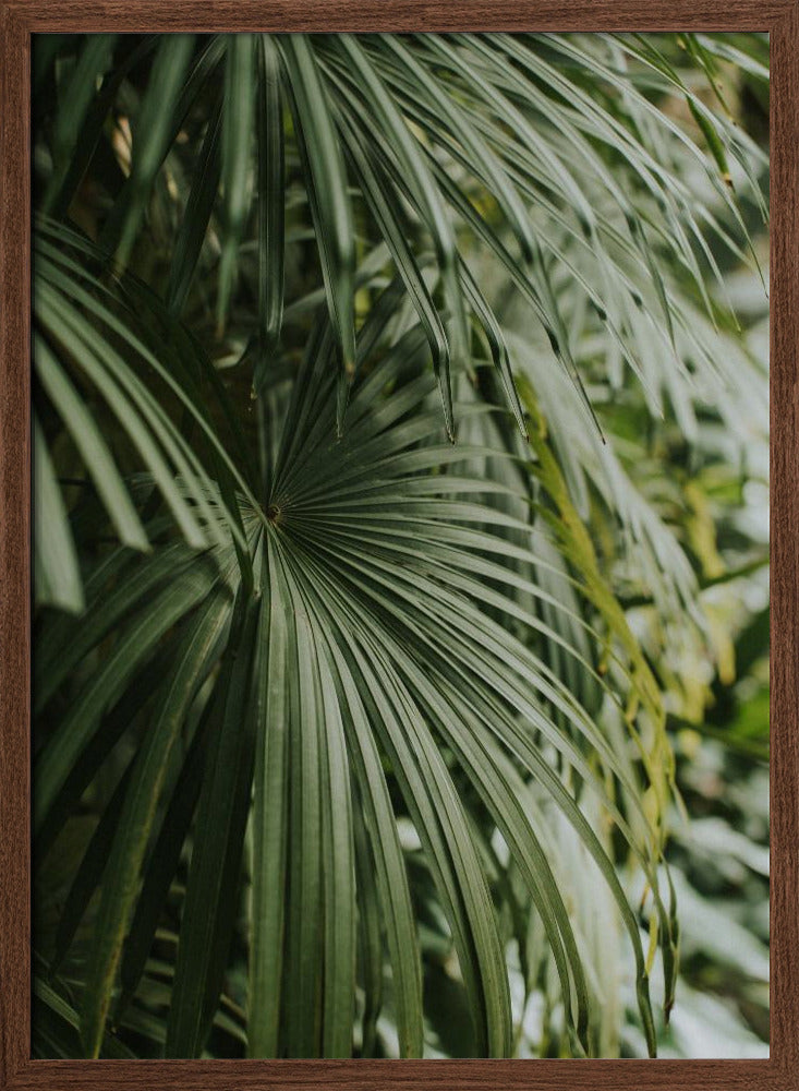 Areca Palm Poster