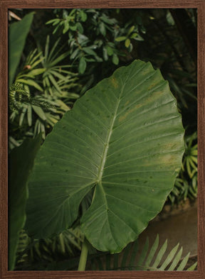 One Leaf Poster