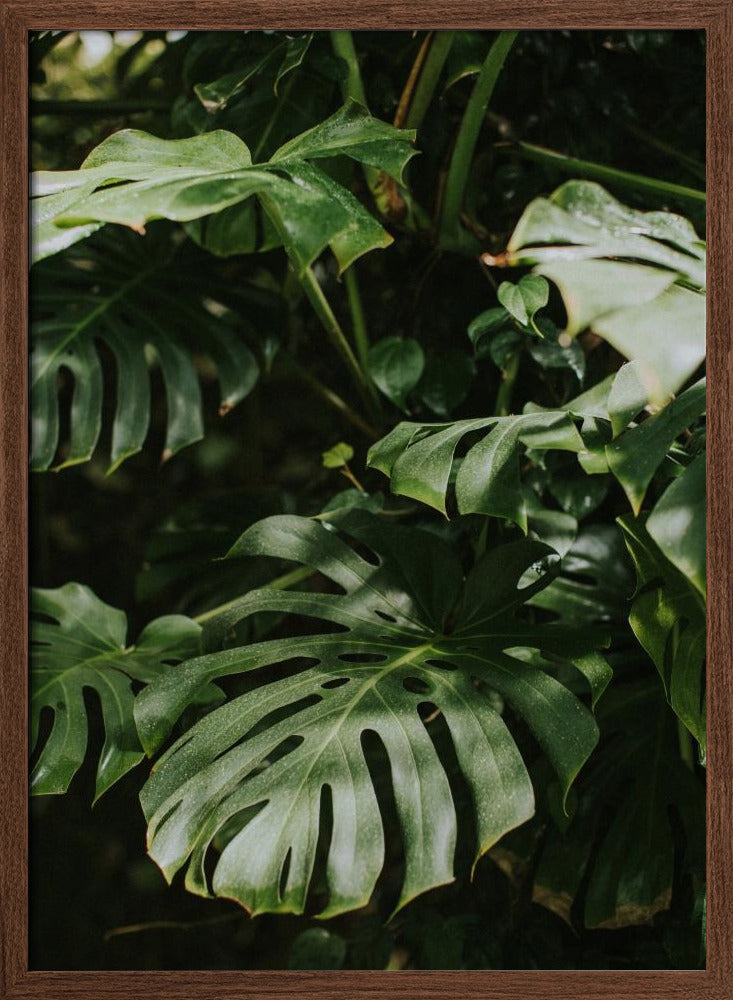 Monstera Leaves Poster