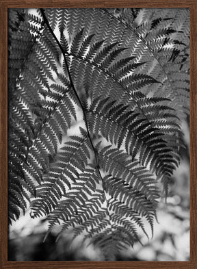 Fern in Black White Poster