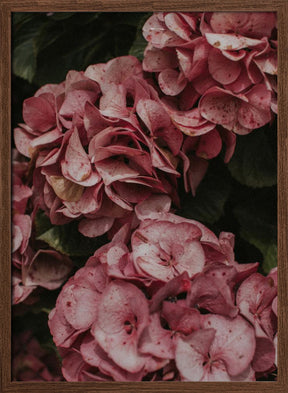 Old Pink Hydrangeas Poster