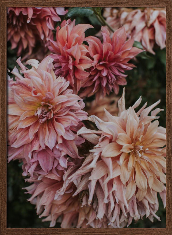 Pink Dhalias Poster