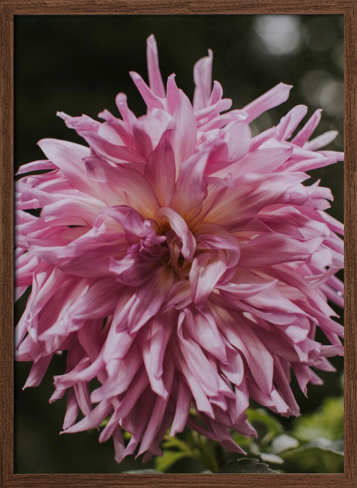 Light Pink Dhalia Poster