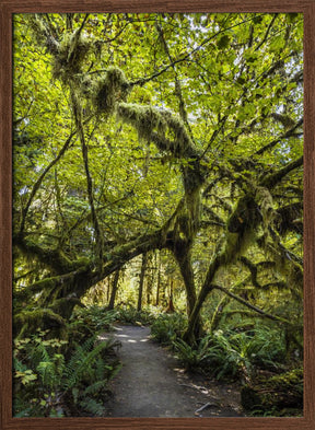 Path trough the amazing Hoh Rainforest, Olympic National Park Poster