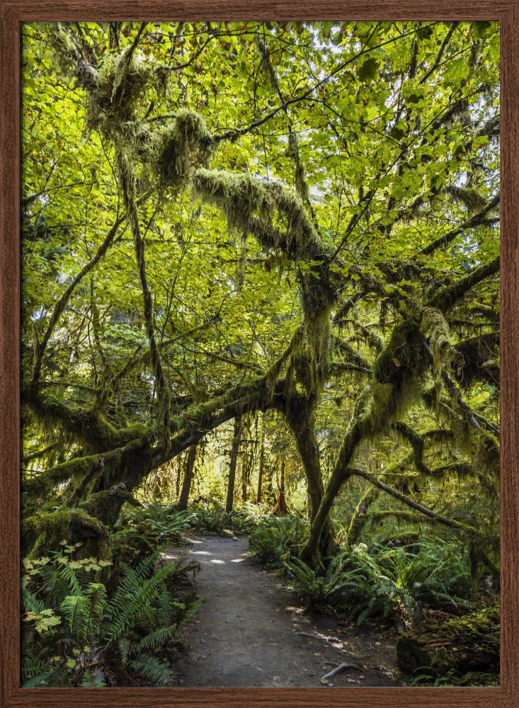 Path trough the amazing Hoh Rainforest, Olympic National Park Poster