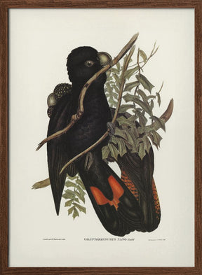 Western Black Cockatoo Poster