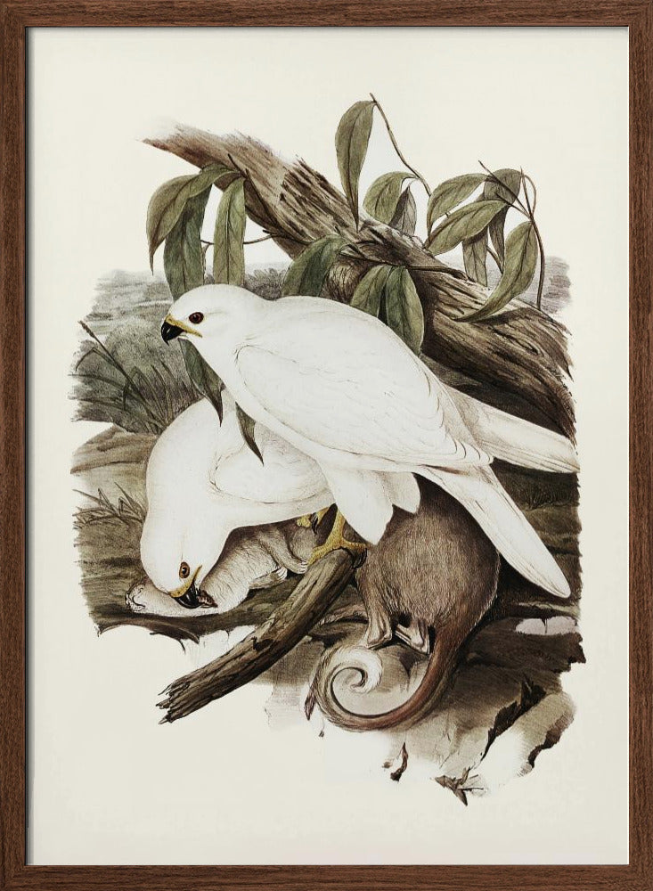 White Goshawk Poster