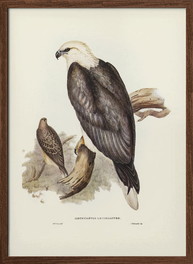 White Bellied Sea Eagle Poster