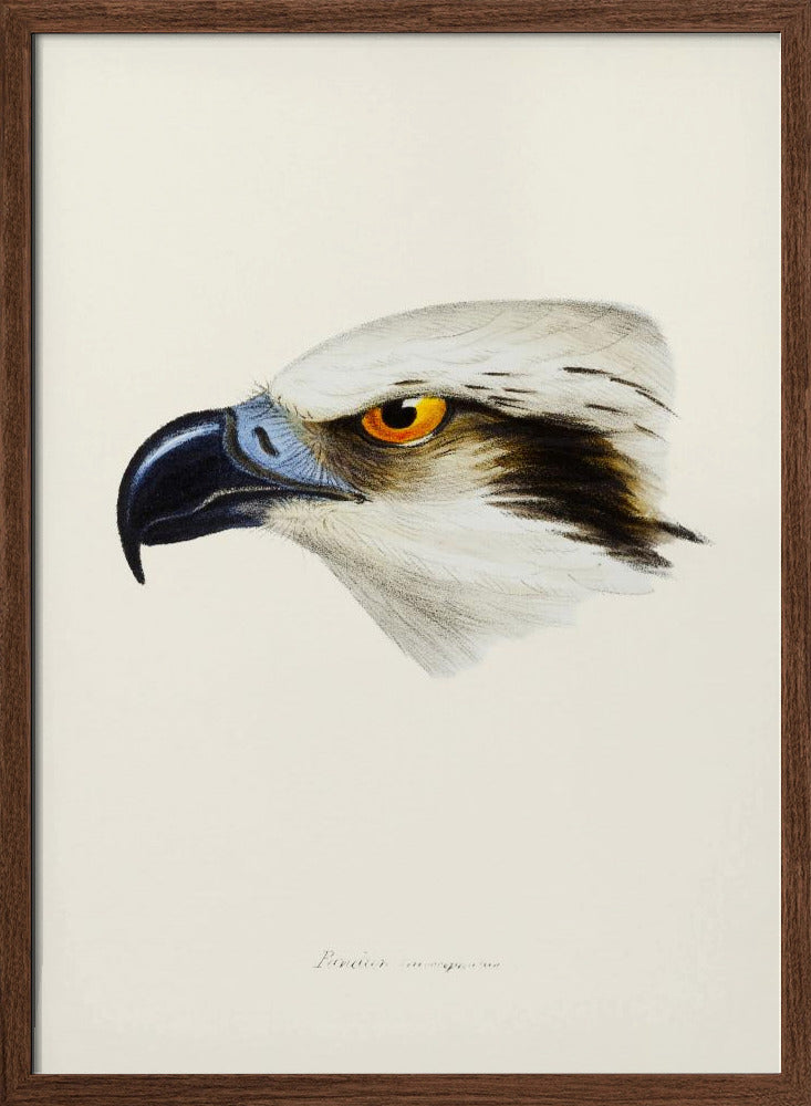 White Headed Osprey Poster