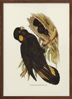 Yellow Eared Black Cockatoo Poster