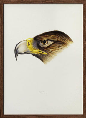 Wedge Tailed Eagle Poster