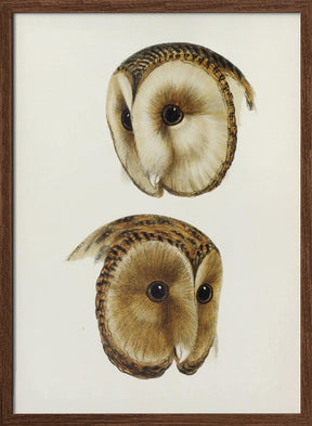 Masked Barn Owl Poster