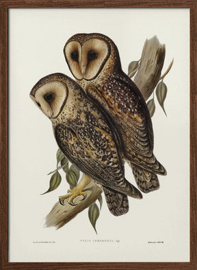 Masked Barn Owl Poster