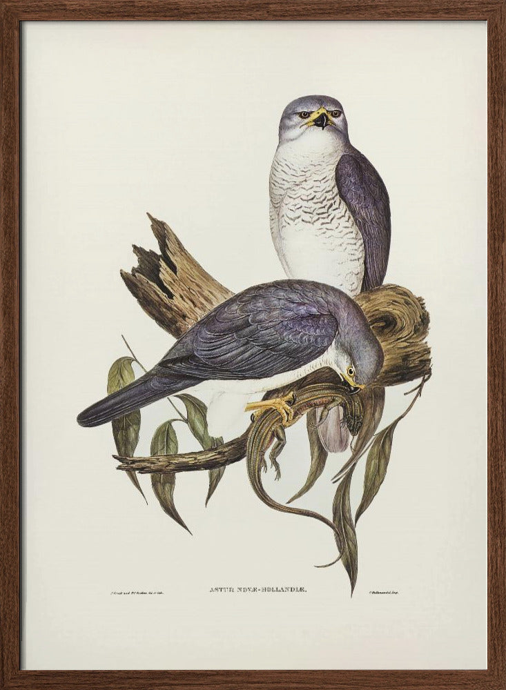 New Holland Goshawk Poster