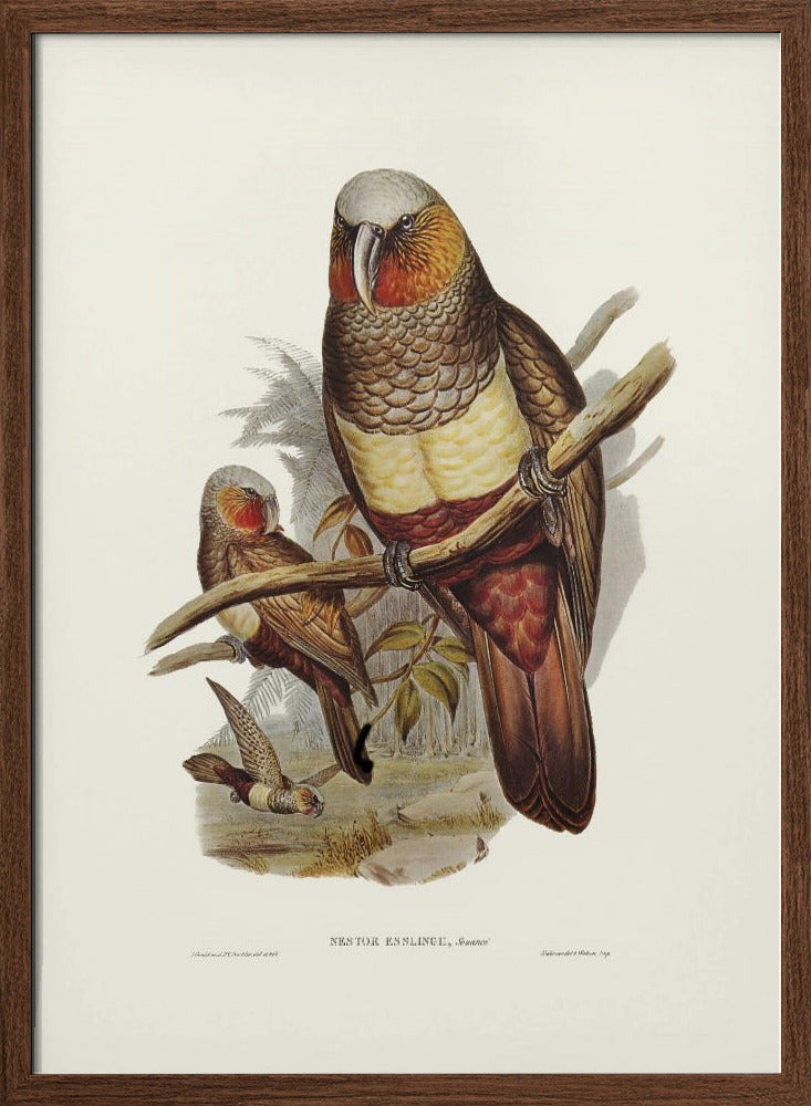 Prince of Essling&#039;s Parrot Poster