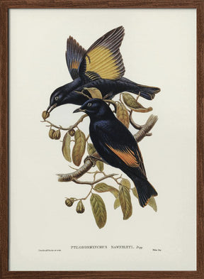 Rawnsley&#039;s Bower Bird Poster