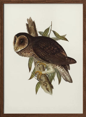 Sooty Owl Poster