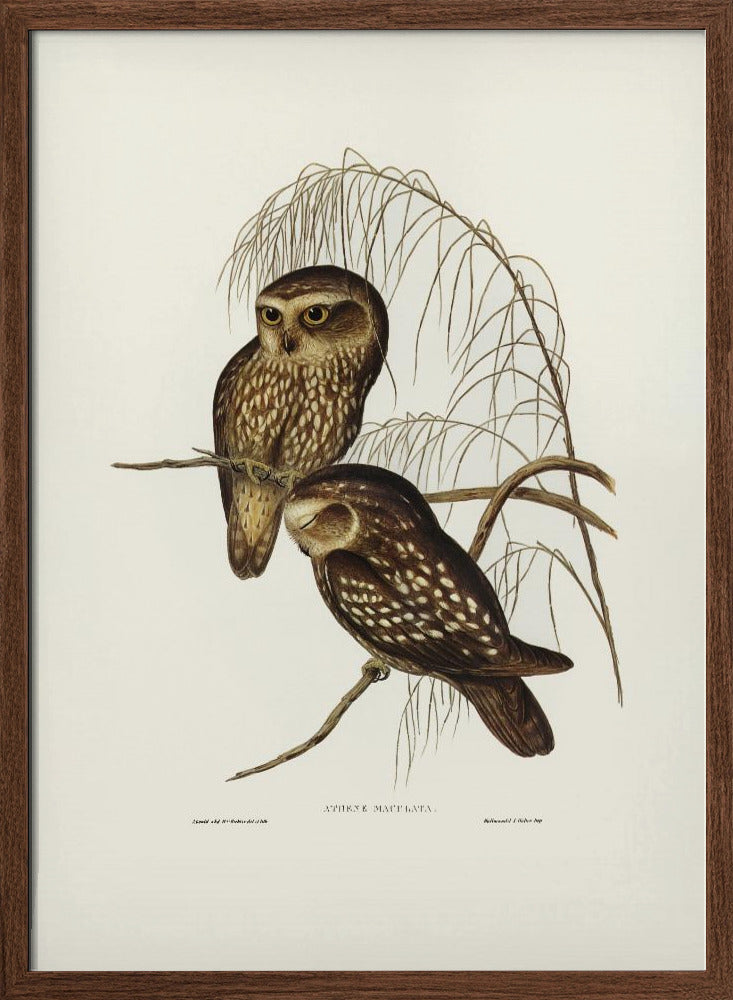 Spotted Owl Poster