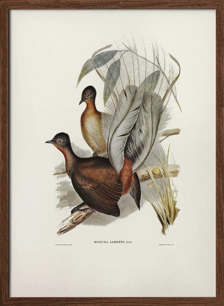 Albert Lyre Bird Poster