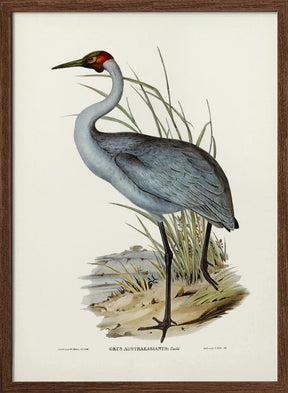 Australian Crane Poster