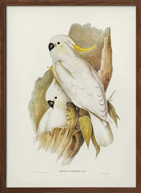 Crested Cockatoo Poster