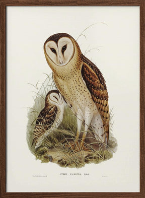 Grass Owl Poster