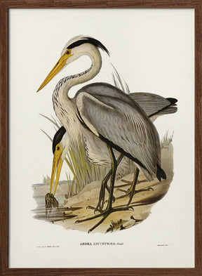 Great Grey Heron Poster