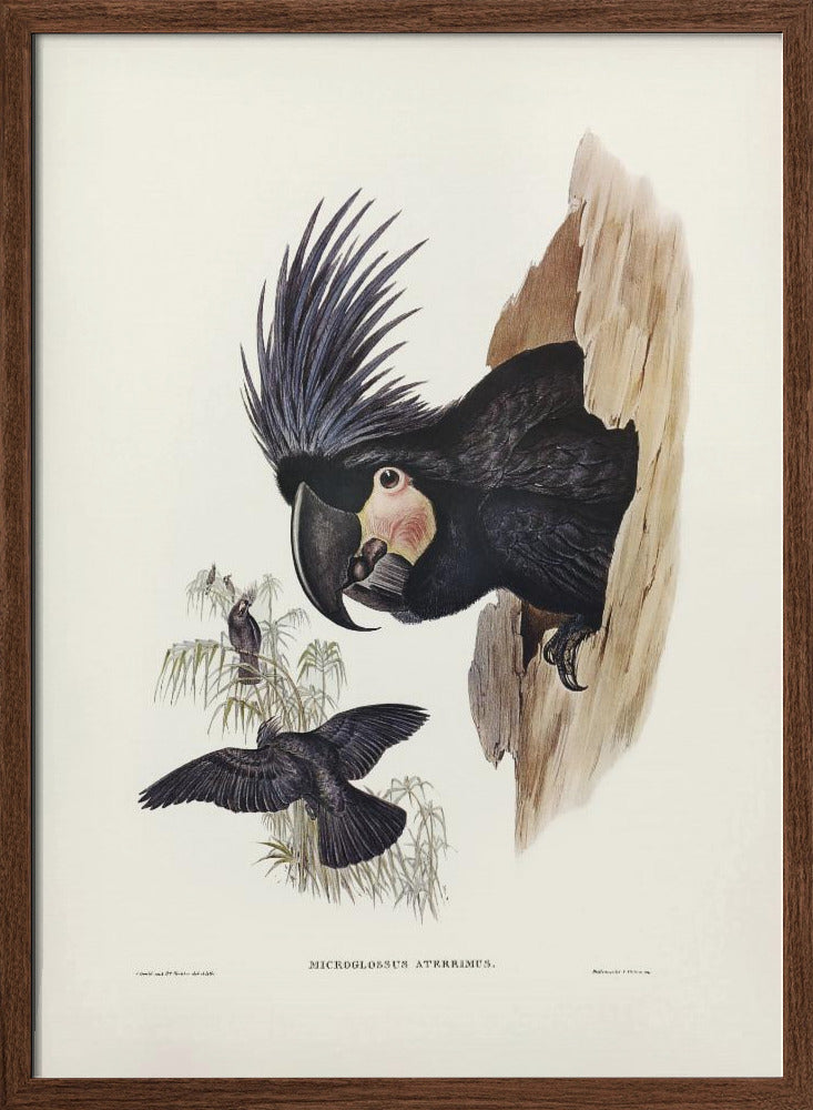 Great Palm Cockatoo Poster