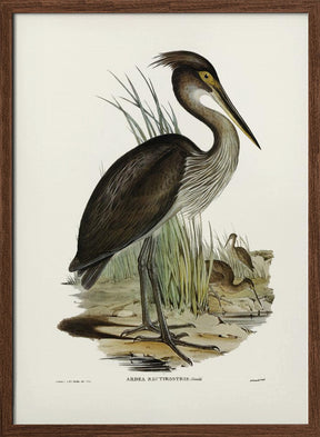 Great Billed Heron Poster