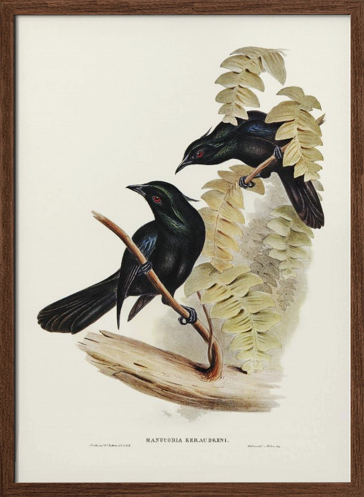 Keraudren&#039;s Crow Shrike Poster