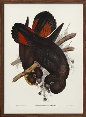 Leach&#039;s Cockatoo Poster