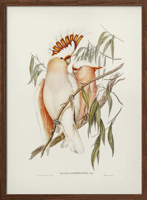 Leadbeater&#039;s Cockatoo Poster