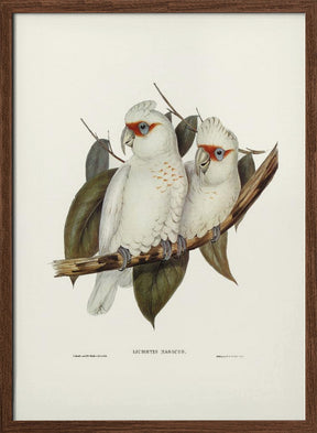 Long Billed Cockatoo Poster