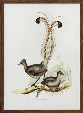 Lyre Bird Poster