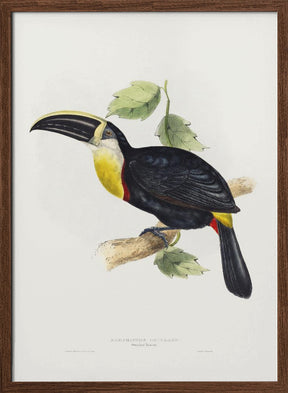 Osculant Toucan Poster