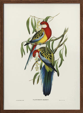 Rose Hill Parakeet Poster