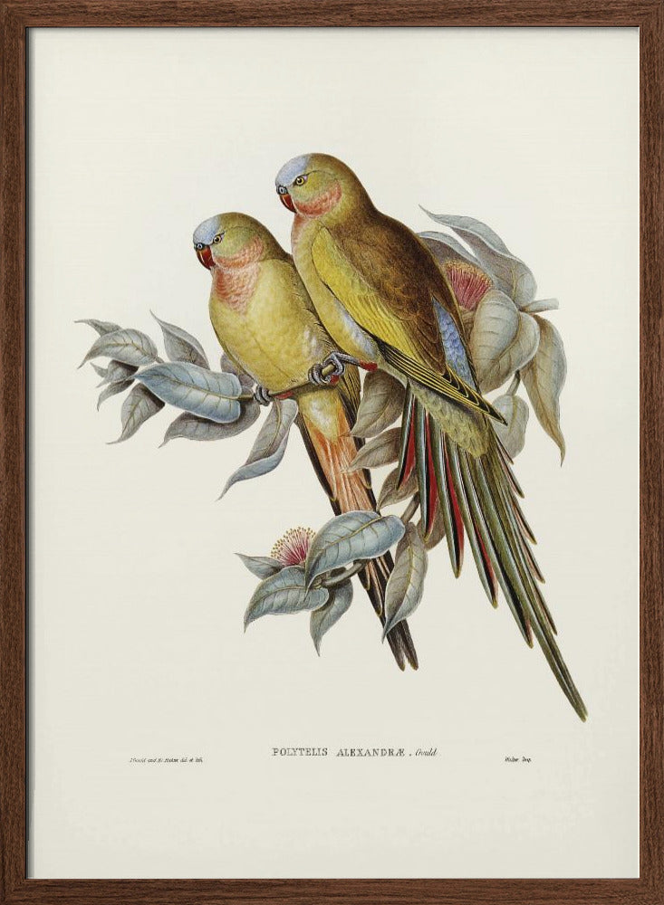 The Princess of Wales&#039;s Parakeet Poster