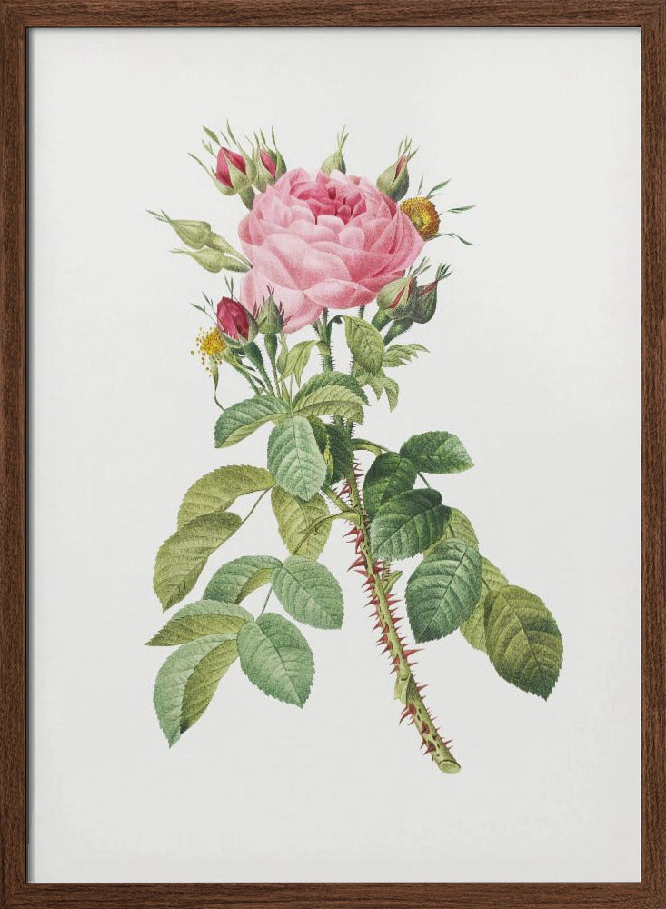 Rosa Bifera Macrocarpa, Les Roses (1817–1824) Poster