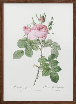 Rosa Bifera Officinalis,les Roses (1817–1824) Poster