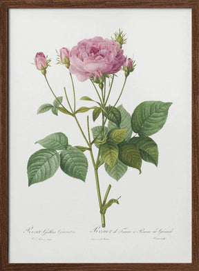 Rosa Gallica Granules, Les Roses (1817–1824) Poster