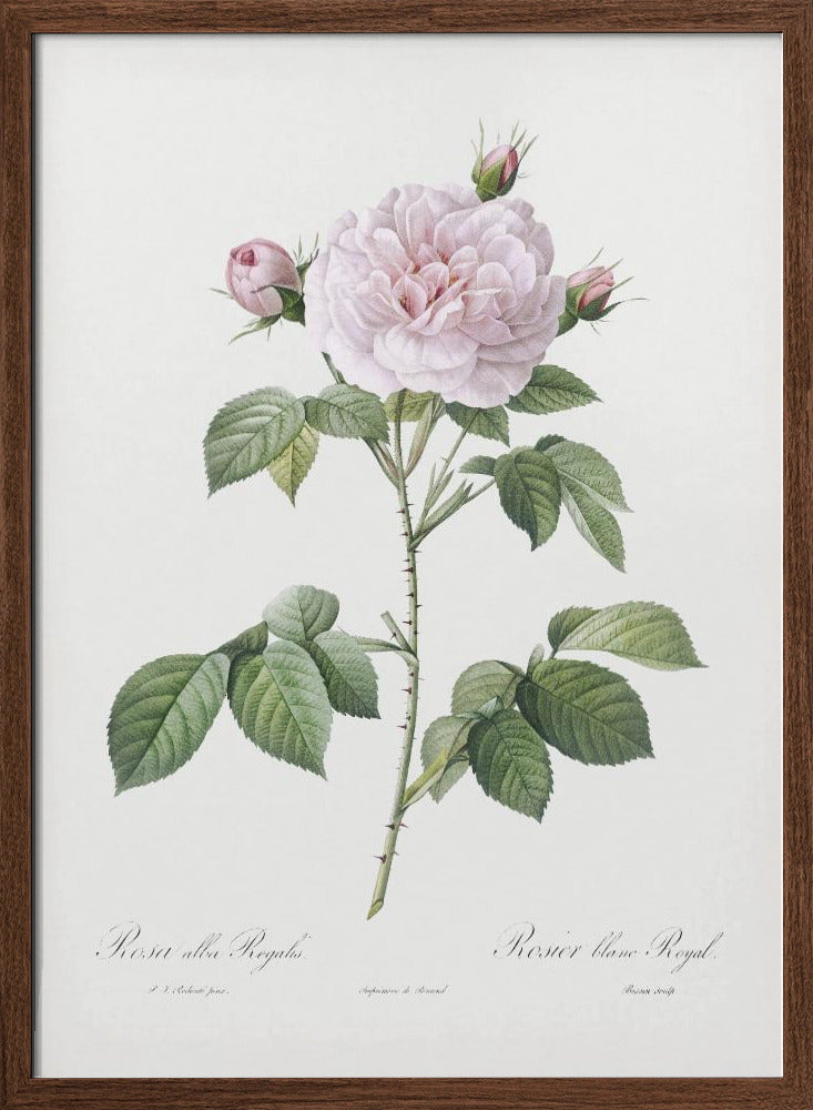 Royal White Rose, Les Roses (1817–1824) Poster