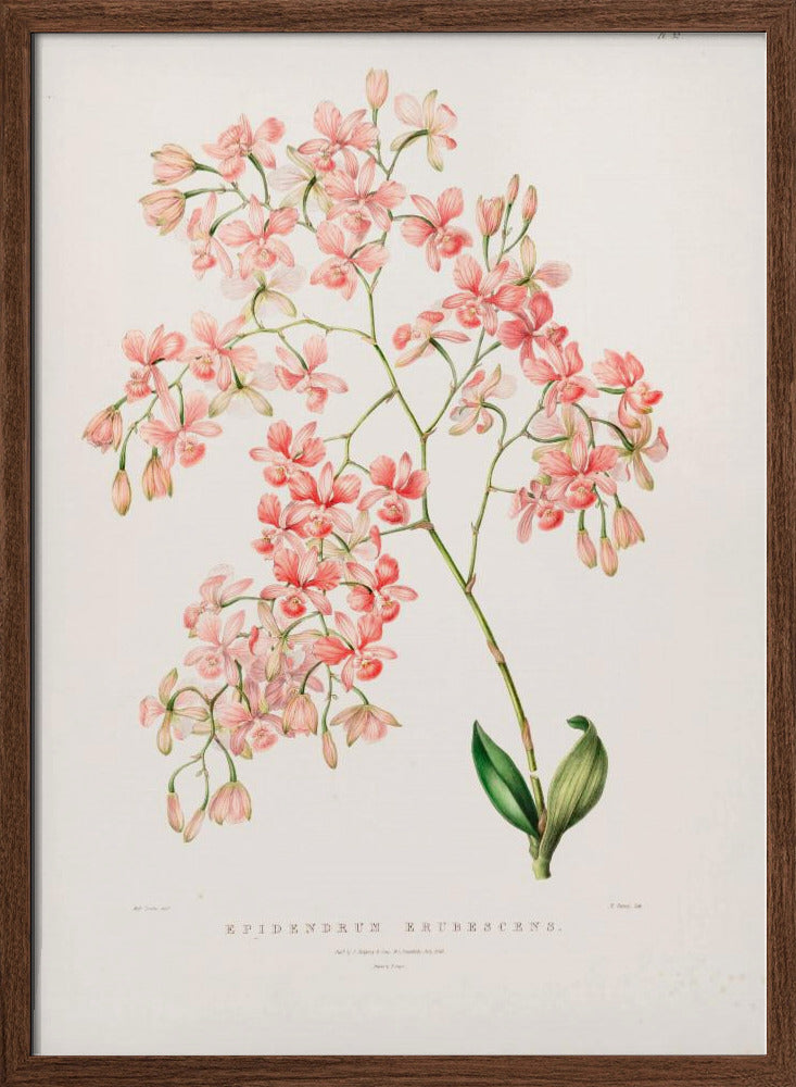 Epidendrum Rosa Poster